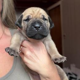 River (Purple Collar) - Fawn female Boerboel puppy in Manitowoc, Wisconsin from Mae Boerboel