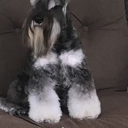 Miniature Schnauzer All Grown Up from ZRULES