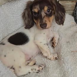 Sugarbear - Piebald female Dachshund puppy in Springfield, Ohio from LUXEYPUPS