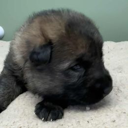 Pete - Sable male German Shepherd puppy in Hancock, New Hampshire from Kysarah German Shepherds