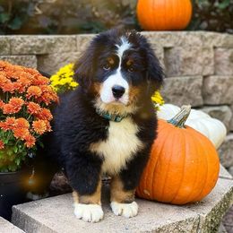 Bernese Mountain Dogs from Mountain Bliss