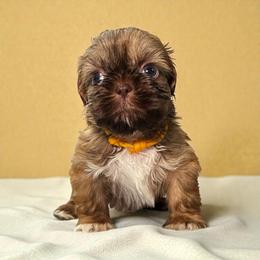 AKC-Teddy - Liver and white male Shih Tzu puppy in Mooresville, North Carolina from Juji Shih Tzu