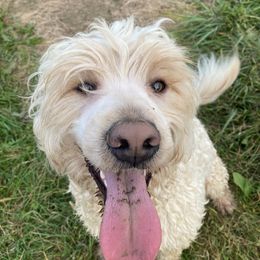 Turlough - Portuguese Water Dog