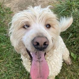 Turlough - Portuguese Water Dog