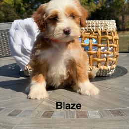 Blaze - Red  male Goldendoodle puppy in Estesburg, Kentucky from Wet Goldendoodle Kisses