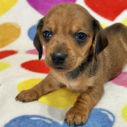 Mike - Dapple male Dachshund puppy in Lynn, Indiana from StorSma Farms