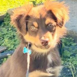 Preacher - Red tri male Miniature Australian Shepherd puppy in Patterson, North Carolina from DreamLine Aussies