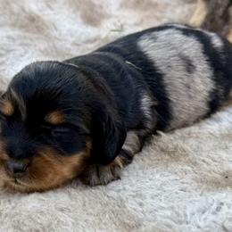 Chonk - Dapple male Dachshund puppy in Cypress, California from Dickeys Doxies