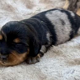 Chonk - Dapple male Dachshund puppy in Cypress, California from Dickeys Doxies