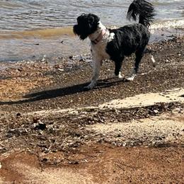Liddy - Portuguese Water Dog