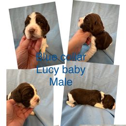 Blue collar liver and white - Liver and white English Springer Spaniel puppy in Jamestown, Kentucky from Waterworks Springers