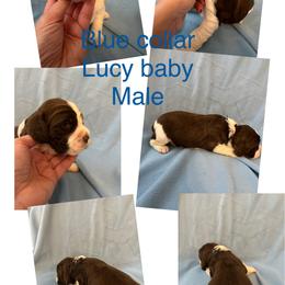 Blue collar liver and white - Liver and white English Springer Spaniel puppy in Jamestown, Kentucky from Waterworks Springers
