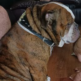 Olde English Bulldogges from Lovea bulldogge