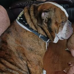Olde English Bulldogges from Lovea bulldogge
