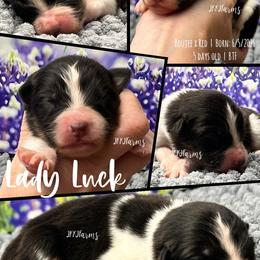 4 Lady Luck, BTF - Black tri-color female Australian Shepherd puppy in Huntington, Texas from JKKJ Farms, LLC