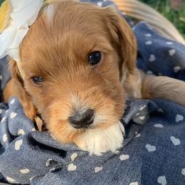 Cockapoo Puppies from ApplebyFarm