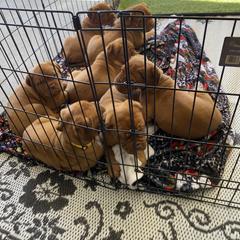 Dogue de Bordeaux Puppies from Toni  Young