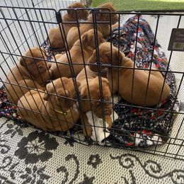 Dogue de Bordeaux Puppies from Toni  Young