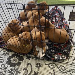 Dogue de Bordeaux Puppies from Toni  Young