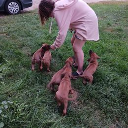 Rhodesian Ridgeback Puppies from Country View Ridgebacks