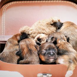 Lhasa Apso Puppies from Chic Choix Champion Lhasa Apsos