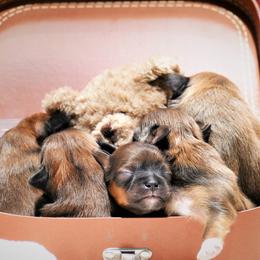 Lhasa Apso Puppies from Chic Choix Champion Lhasa Apsos