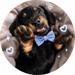 Rune - Black and cream male Dachshund puppy in Proctor, Montana from Blue Star Dachshunds