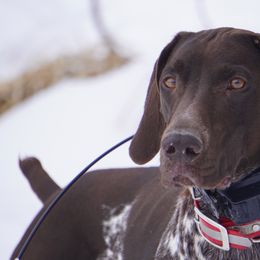 German Shorthaired Pointer All Grown Up from Blue Hill Gun Dogs