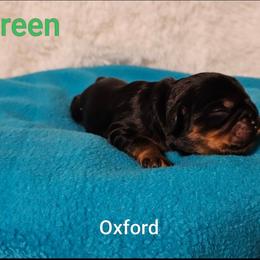 Oxford - Black and tan male Cavalier King Charles Spaniel puppy in Rochelle, Illinois from Lakeview Cavaliers