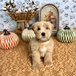 Honey - Miniature Schnauzer