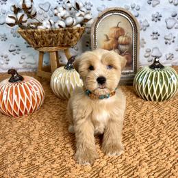 Honey - Miniature Schnauzer