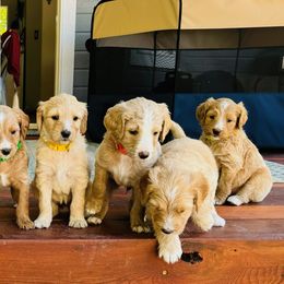 Goldendoodle Puppies from Ruby’s Goldendoodles