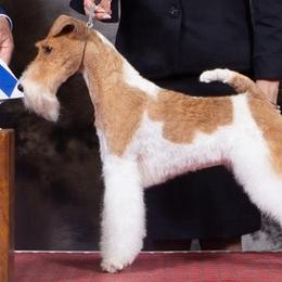 Wire Fox Terriers from Rick Cavanaugh