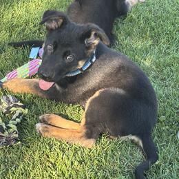 Blue collar with white stripes. - Black and red male German Shepherd puppy in Galt, California from At Redwood Runs
