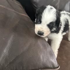 Yellow - Black and white female Saint Berdoodle puppy in Walbridge, Ohio from Jeff's St Berdoodles