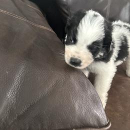 Yellow - Black and white female Saint Berdoodle puppy in Walbridge, Ohio from Jeff's St Berdoodles