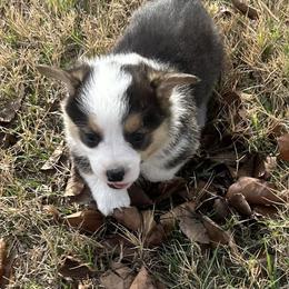 Boy 2 - Black and tan male Pembroke Welsh Corgi puppy in Honey Grove, Texas from JK Ranch Corgis