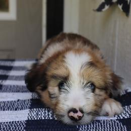 Mikey - Red male Companion Cross puppy in Smallett, Missouri from Leshas Whoodles