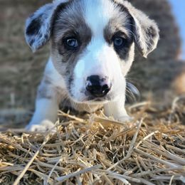 Mickey - Brindle merle and white male Cardigan Welsh Corgi puppy in Rigby, Idaho from Star N Cardigan Corgis
