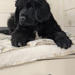 Penny - Black female Newfoundland puppy in Sugarcreek, Ohio from Wrinkles Rare Newfoundlands