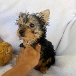 Mooli - Blue and gold female Yorkshire Terrier puppy in Riverside, California from Empire Yorkies