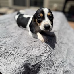 Wren - Dachshund