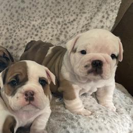 Bulldog Puppies from Semper Fi Bulldogs