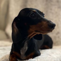 Sophie - Dachshund