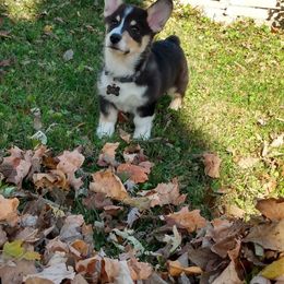 Pembroke Welsh Corgi Puppies from Princess Zelda Corgis