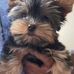 French Bulldogs and Yorkshire Terriers from MDG Kennels