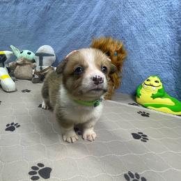 George - Red male Pembroke Welsh Corgi puppy in Apison, Tennessee from Ashmore Corgis