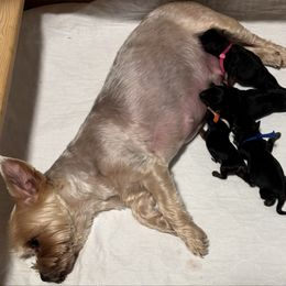 Yorkshire Terrier puppies from Devoted Doxies