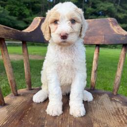 Emma - Fawn and white female Sheepadoodle puppy in Lowville, New York from Adirondack Goldendoodles