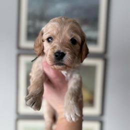Toast - Apricot male Cavapoo puppy in Grand Blanc, Michigan from Halsey Poodles and Doodles